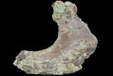 Partial Hadrosaur Rib With Crocodile Coprolite - Texas #88721-2